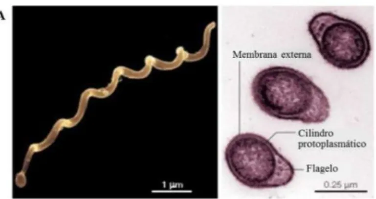 Figura 4 - Estrutura e morfologia da bactéria B. burgdorferi s.l. A) microfotografia  eletrónica (Fonte: Rosa et al., 2005) 