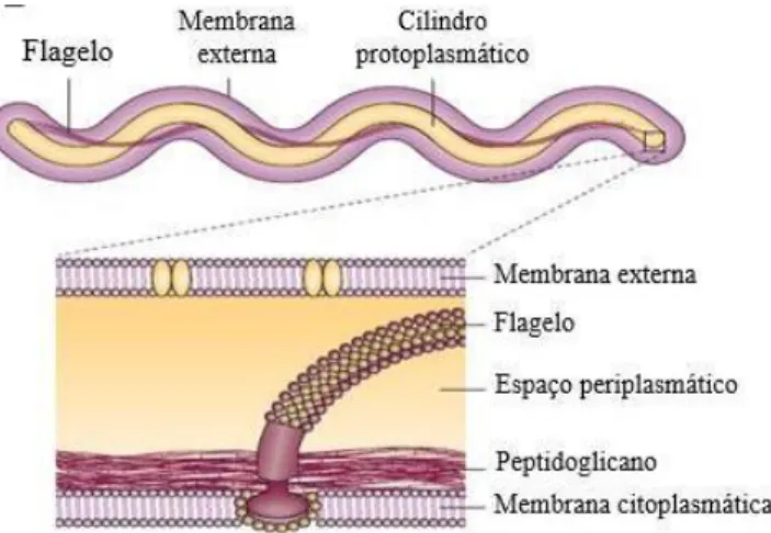 Figura  5  -  Representação  esquemática  de  um  espiroquetídeo  do  complexo  Borrelia  burgdorferi  s.l.: bactéria inteira, mostrando o flagelo;  estrutura interna e  pormenor do  flagelo (Fonte: Rosa et al., 2005) 