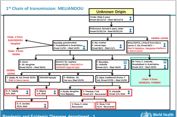 Fig. 9 First chain of transmission (WHO, 2014). 33