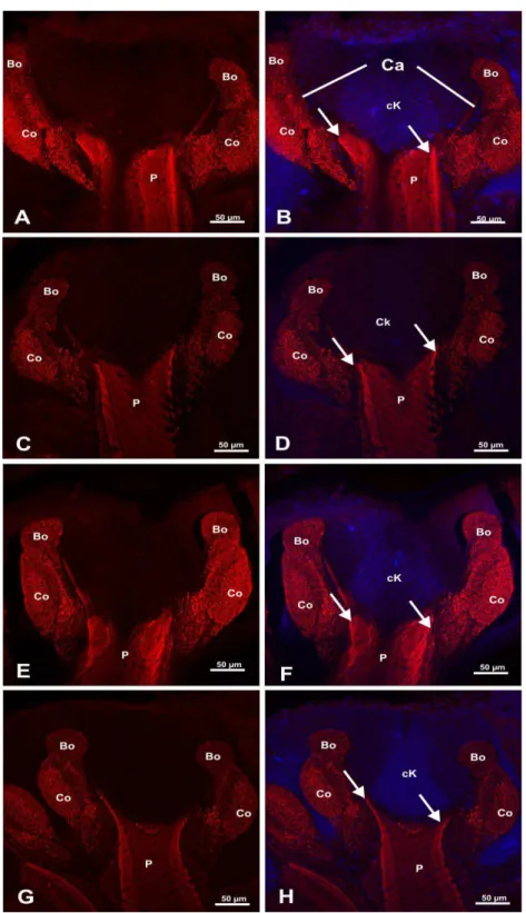 Figura  1  –  Imunomarcação  da  sinapsina  nos  corpos  pedunculados  de  pupas  e  recém- recém-emergidas de Apis mellifera africanizada