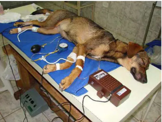 FIGURA 2 - Animal posicionado durante o procedimento anestésico. 