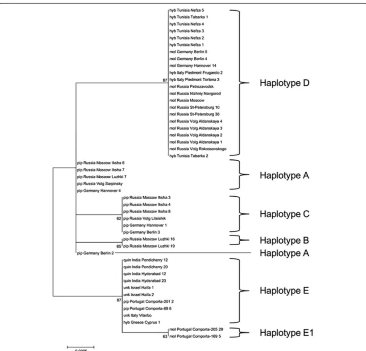 Fig. 2 Molecular Phylogenetic analysis of COI gene from Cx. pipiens taxa. A total of 48 sequences within the 54 mentioned in Table 2 were analyzed