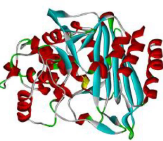 Figura 3: Estrutura tridimensional duma AmpC β-lactamase em Escherichia coli. (25) 