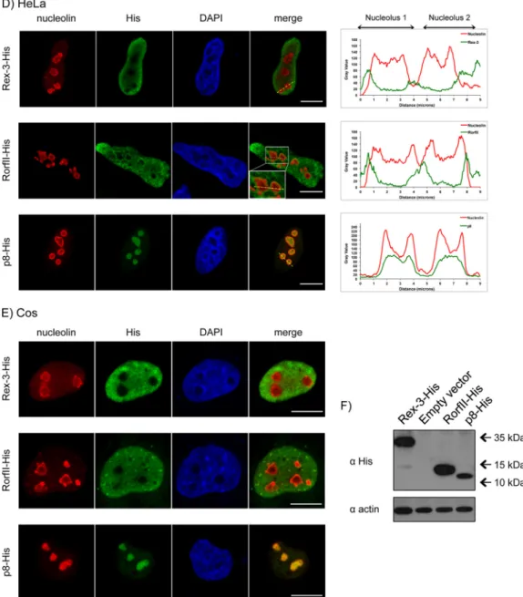 FIG 5 Rex, RorfII, and p8 share the same N-terminal domain but do not have a similar localization