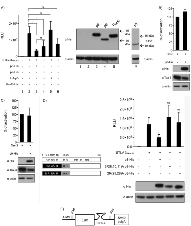 FIG 7 p8 and p9 repress expression from the viral LTR. (A) HeLa cells were transfected with an STLV-3 LTR-Luc construct together with either an empty vector or the STLV-3 molecular clone and p8-His, p9-His, RorfII-His, or HA-p5, as indicated