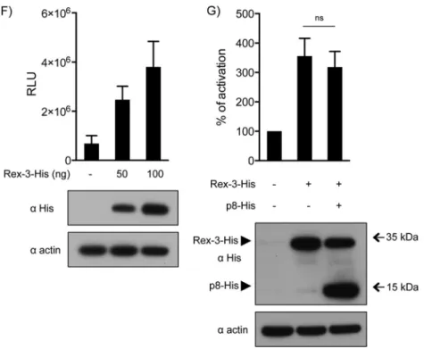 FIG 8 Colony formation assay. Rat-1 cells were stably transduced with lenti- lenti-viral vectors expressing the p5, p8, p9, and RorfII proteins as well as APH-3.
