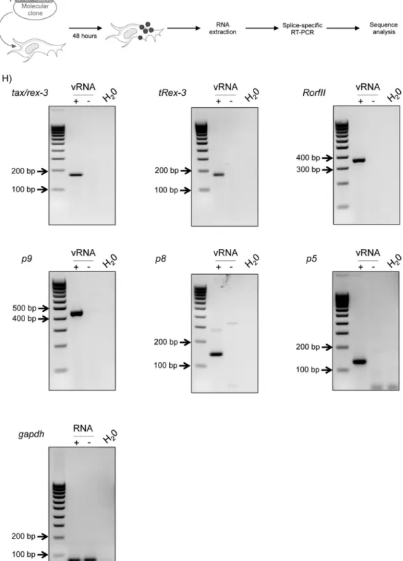 FIG 1 Characterization of STLV-3 pX mRNAs by splice-specific RT-PCR. (A) Strategy for amplifying unknown pX transcripts from 293T cells transfected with the STLV-3 PPA-F3 molecular clone or from STLV-3 PH969 -infected cells