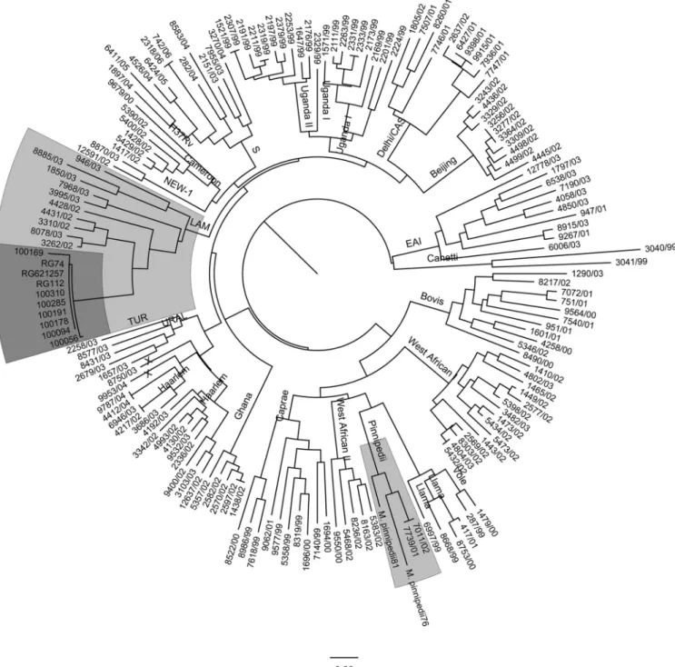 FIG 2 Phylogenetic tree positioning the MIRUs of the isolates in MIRU-VNTRplus. CAS, Central Asian; EAI, Eastern African and Indian; TUR, Turkey.