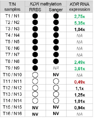 Table 8: Concomitance of the KDR promoter methylation status found in each GC pair by RRBS or Bisulfite  Sanger sequencing and the KDR RNA expression detected by qRT-PCR