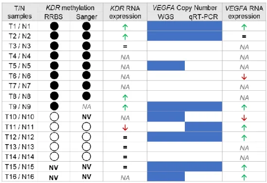Table 11: Concomitance of the KDR promoter methylation status evaluated either by RRBS or Bisulfite Sanger  sequencing, VEGFA copy number assessed by WGS or qRT-PCR and RNA expression of KDR and VEGFA  quantified by qRT-PCR in tumour samples (T) in compari