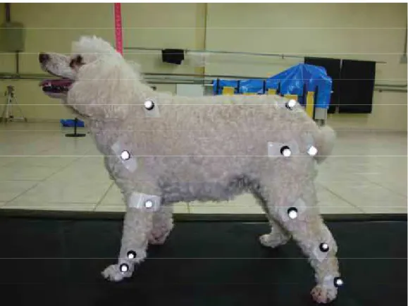 FIGURA 2 - Posicionamento dos marcadores reflexivos nos pontos  anatômicos dos cães da raça poodle