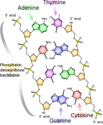 Figure 2.2: DNA Chemical Structure