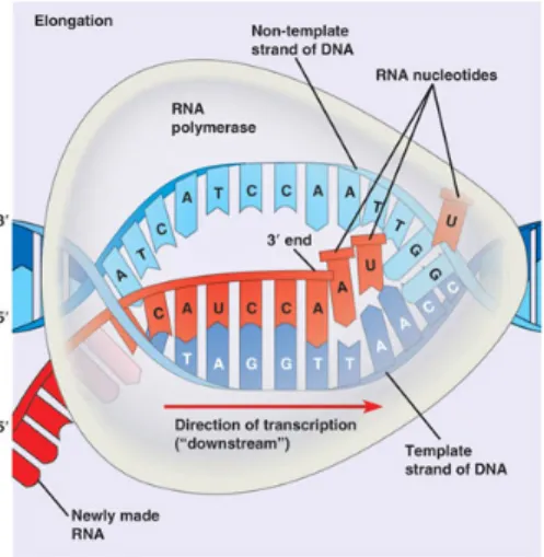 Figure 2.9: RNA Synthesis