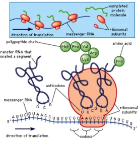 Figure 2.10: Messenger RNA