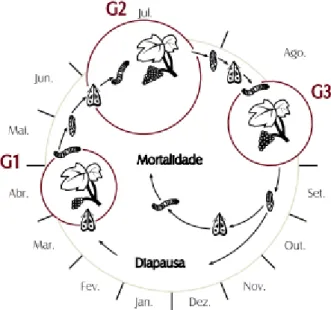Figura 4 - Ciclo biológico de Lobesia botrana (adaptado de Stockel, 1989). 