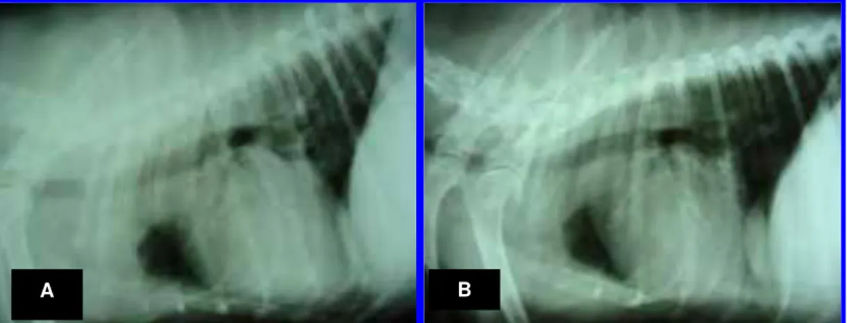 FIGURA 2. Radiografias torácicas, posição lateral direita, cão, macho, 10 anos, portadora  natural de Endocardiose de Válvula Mitral – classe Ib