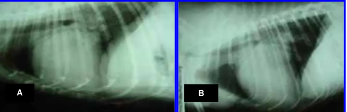 FIGURA 4. Radiografias torácicas, posição lateral direita, cão, fêmea, 10 anos, portadora  natural de Endocardiose de Válvula Mitral – classe II
