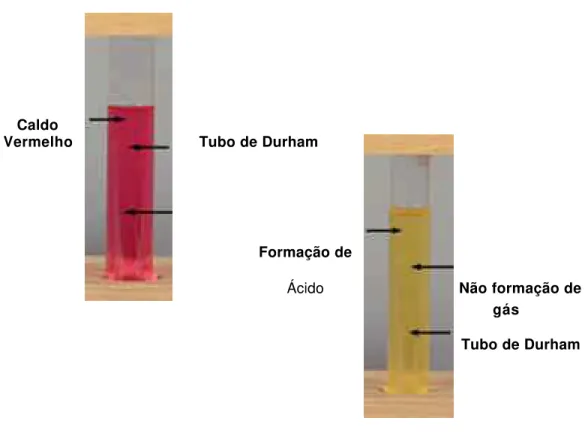 Figura 9: Formação de ácido – Teste de Fermentação de Carboidratos 