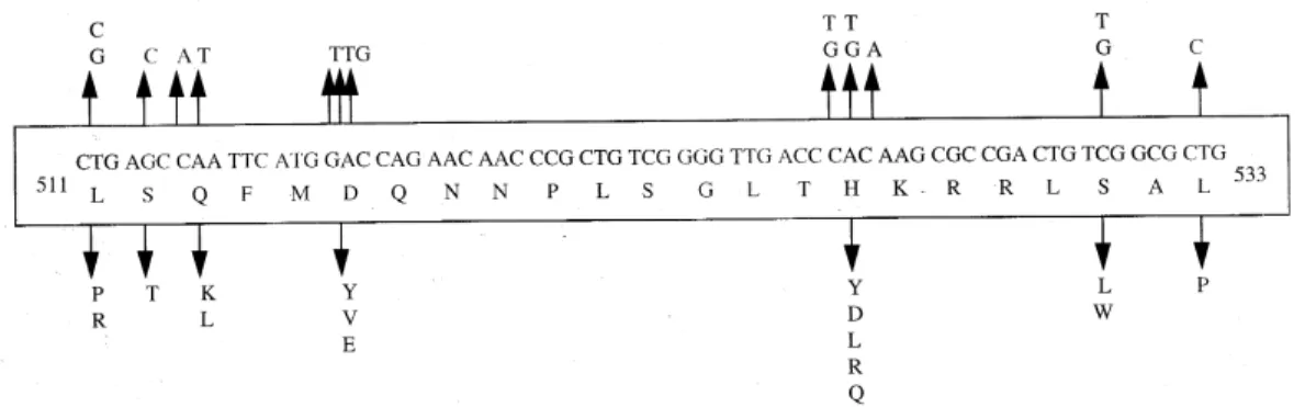 Fig. 2: common mutations in the rpo  b  gene. Top panel shows the nucleotide changes that are similar to previously reported mutations