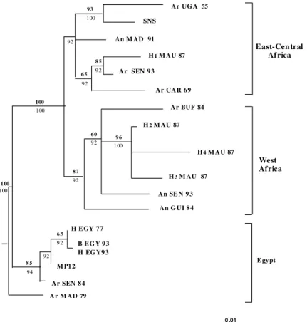 Fig. 1: phylogenetic tree for the NSs gene of several Rift Valley fever virus isolates