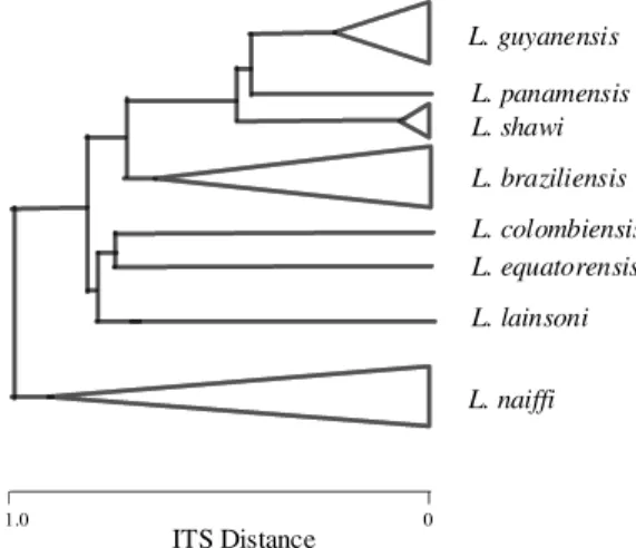 Fig. 2: internal transcribed spacers (ITS) relationship and di- di-versity in Leishmania (Viannia) species.