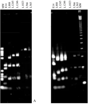 Fig. 3: restriction enzyme profile of the internal transcribed spacers of the rRNA genes for Leishmania species and Endotrypanum schaudinni