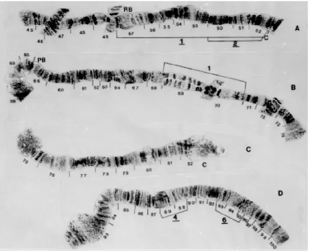 Fig. 11: Gigantodax fulvescens - A: chromosome IIS (part); B: chromosome IIL; C: chromosome IIIS; D: chromosome IIIL.