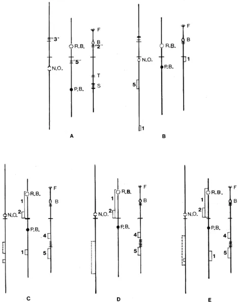 Fig. 2: idiograms of Prosimulium mixtum and P. fuscum III L (A), Cnesia dissimilis (B), Gigantodax marginalis (C), G
