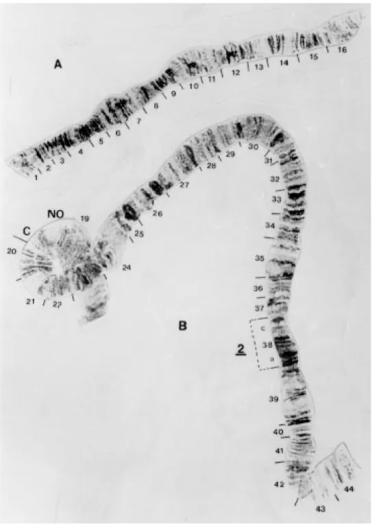 Fig. 3: Gigantodax marginalis (male) - A: chromosome IS; B: chromosome IL.