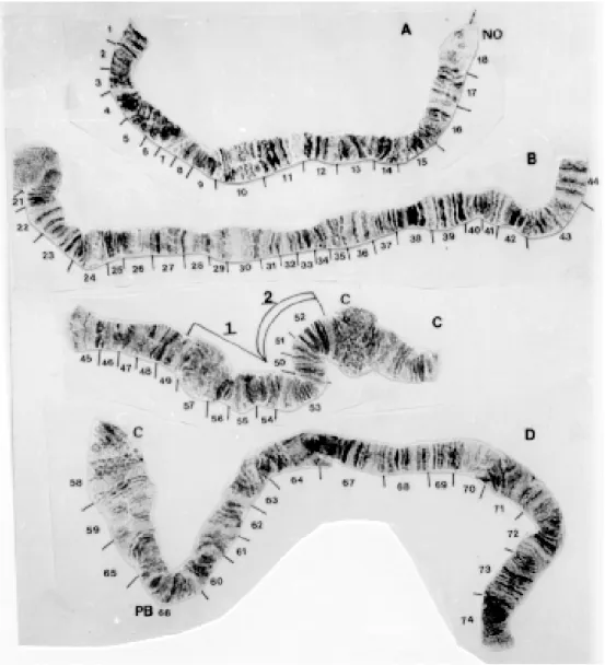 Fig. 6: Gigantodax chilensis - A: chromosome IS (male); B: chromosome IL (male); C: chromosome IIS; D: chromosome IIL.