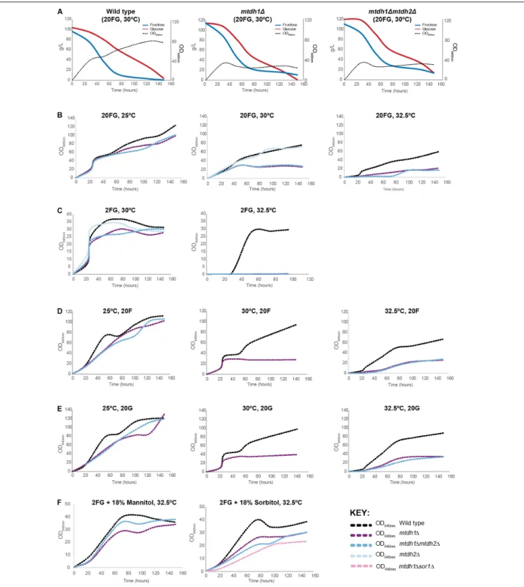 FIGURE 4 | Effect of MtDH deletion on fructophily and on biomass yield at different growth temperatures