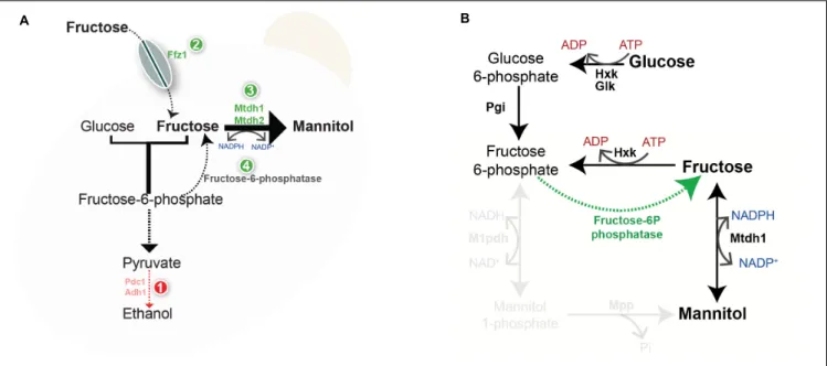 FIGURE 5 | Working model for the evolution of mannitol metabolism. (A) Lack of or inefficient alcoholic fermentation (1) causes redox constraints that can be partly alleviated by oxidized cofactor recycling by the mannitol dehydrogenase reaction