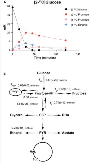 FIGURE 3 | 13 C-NMR analyses of [2- 13 C]glucose metabolism in St.