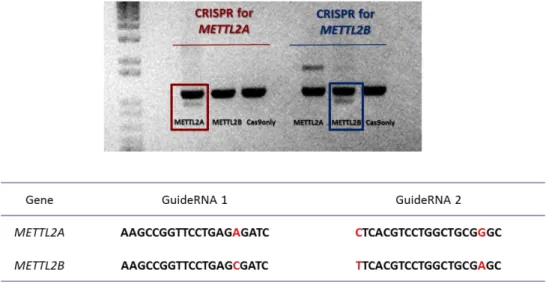 Figure 11 - CRISPR was highly specific for two homologous genes, targeting either one or the other