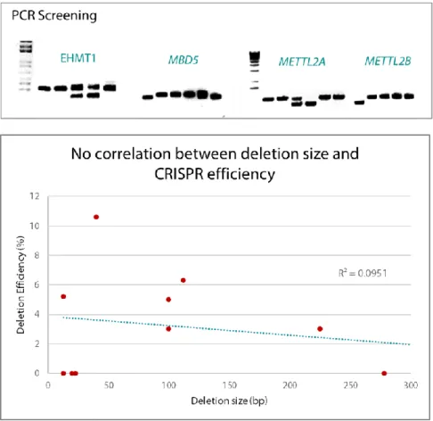 Figure  12  –  Top  –  PCR  Screening  shows  successful  deletions  in  all  genes  targeted