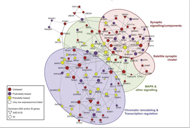 Figure 2 - Network of genes affected by rare de novo CNVs in affected subjects (from Pinto et  al., 2014)