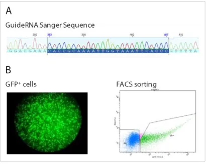 Figure 10 – A) Example of guideRNA 4a inserted onto pGuide; 