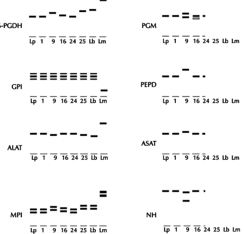 Fig. 1:  diagramatic representation of the isoenzyme variation observed in eight enzymatic patterns