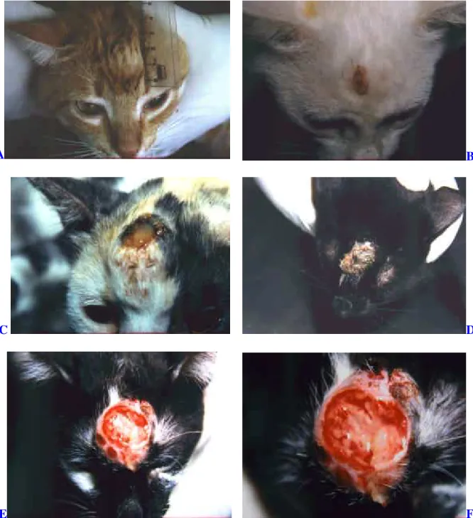 FIGURA 02. Lesões dermatológicas em felinos (Felis catus) inoculados experimentalmente  com  S