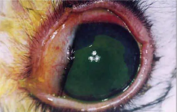 Figura 21: Fotografia da superfície ocular de animal do grupo 1, 72 horas após a  remoção do epitélio, com fluoresceína