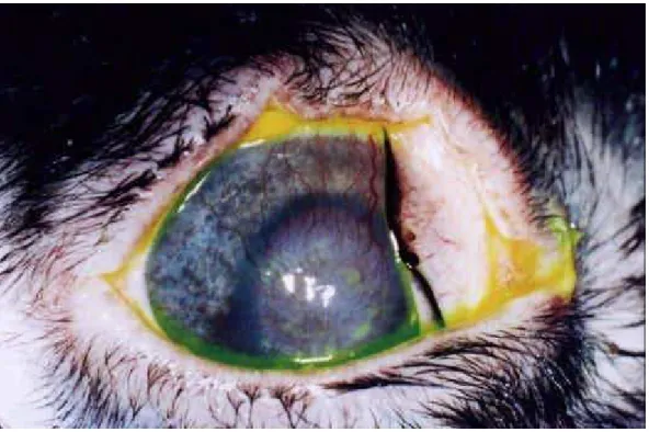 Figura 33: Fotografia da superfície ocular de animal do grupo 2, com fluoresceína, 21  dias após a aplicação do enxerto