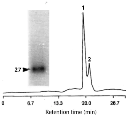 Fig. 4: gel filtration chromatography analysis of the CM- CM-Sepharose triosephosphate isomerase-containing peak 2 using a Shinpack Diol-150 HPLC column (50 cm x 7.9 mm, I.D.) and SDS-PAGE (12%) of the purified TPI (peak 1)