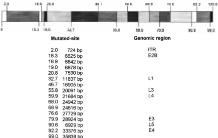 Fig. 2: location of differences in restriction enzyme sites for genomic type Ad3h in relationship to Ad3p.The existing homology between type 3 and type 7 (Garon et al