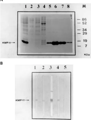 Fig. 4: Escherichia coli expression and western blot analysis of Leishmania. (V) panamensis KMP-11 protein
