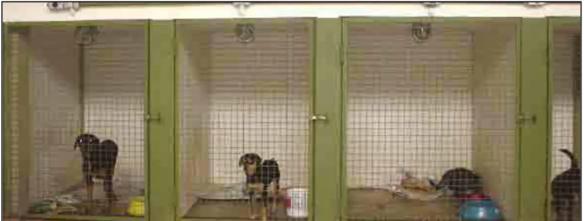Figura 1: Cães utilizados no experimento alocados em baias individuais durante o período pós operatório