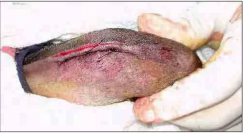 Figura 6: Aspecto da sutura de pele com padrão em “U” deitado utilizando-se náilon   3-0