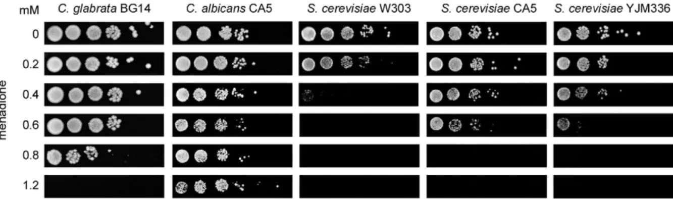 Fig. 2:  Candida glabrata, Candida albicans and Saccharomyces cerevisiae stationary phase resistance to menadione