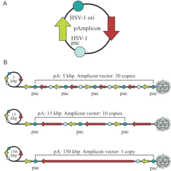 Fig. 1: the three types of HSV-1-based vectors. Recombinant vec- vec-tors are HSV-1 particles carrying an engineered HSV-1 genome