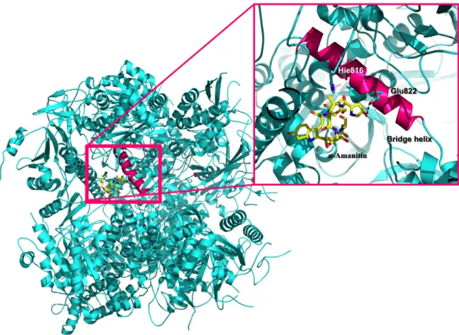 Figure 5. Crystal structure of 10 subunit RNA polymerase II in complex with α-amanitin