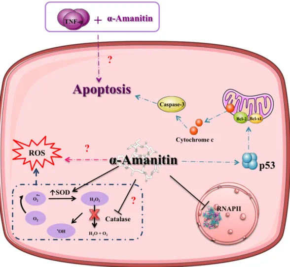 Figure 6. Signaling pathways involved in α-amanitin-induced toxicity. The main toxicity  mechanism  of  α-amanitin  is  inhibition  of  RNA  polymerase  II